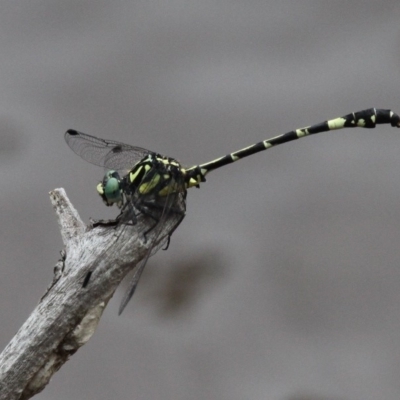 Austroepigomphus praeruptus (Twin-spot Hunter) at Forde, ACT by HarveyPerkins