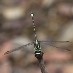 Austroepigomphus praeruptus at suppressed - 27 Jan 2019