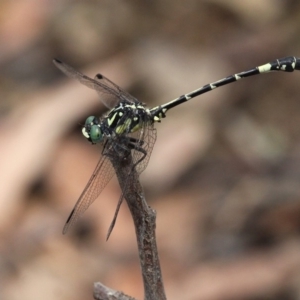 Austroepigomphus praeruptus at suppressed - 27 Jan 2019