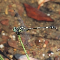 Austroepigomphus praeruptus (Twin-spot Hunter) at Forde, ACT - 27 Jan 2019 by HarveyPerkins