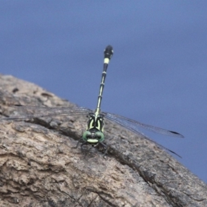 Austroepigomphus praeruptus at suppressed - suppressed