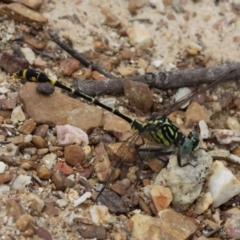 Austrogomphus australis (Inland Hunter) at Amaroo, ACT - 27 Jan 2019 by HarveyPerkins