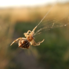 Backobourkia sp. (genus) (An orb weaver) at Cook, ACT - 15 Jan 2019 by CathB