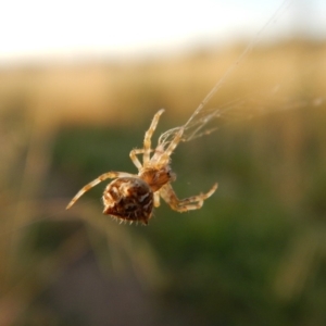 Backobourkia sp. (genus) at Cook, ACT - 15 Jan 2019 06:40 AM