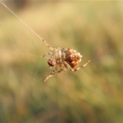 Backobourkia sp. (genus) at Cook, ACT - 15 Jan 2019