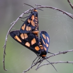 Amata (genus) (Handmaiden Moth) at Paddys River, ACT - 28 Jan 2019 by SWishart