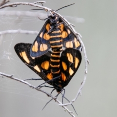 Amata (genus) at Paddys River, ACT - 28 Jan 2019 11:37 AM