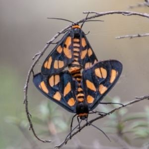 Amata (genus) at Paddys River, ACT - 28 Jan 2019