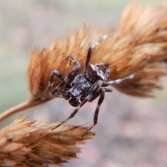 Araneinae (subfamily) (Orb weaver) at Cook, ACT - 27 Jan 2019 by CathB