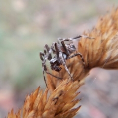 Araneinae (subfamily) at Cook, ACT - 28 Jan 2019