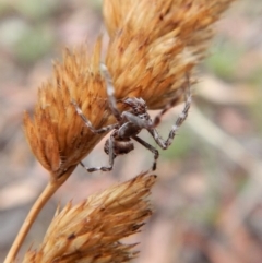 Araneinae (subfamily) at Cook, ACT - 28 Jan 2019