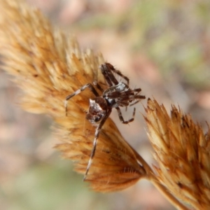 Araneinae (subfamily) at Cook, ACT - 28 Jan 2019