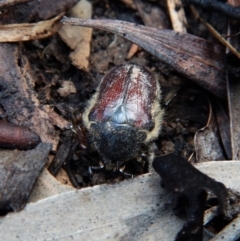 Bisallardiana gymnopleura (Brown flower chafer) at Aranda Bushland - 26 Jan 2019 by CathB