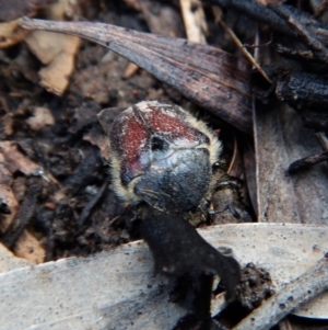 Bisallardiana gymnopleura at Dunlop, ACT - 27 Jan 2019 07:25 AM