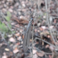 Myrmeleontidae (family) at Point 4081 - 27 Jan 2019