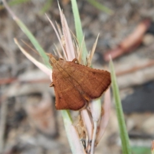 Endotricha pyrosalis at Cook, ACT - 28 Jan 2019