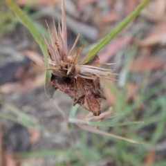 Endotricha pyrosalis at Cook, ACT - 28 Jan 2019