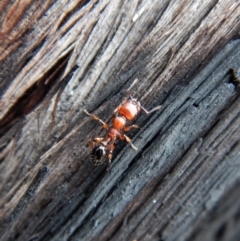 Podomyrma gratiosa (Muscleman tree ant) at Aranda, ACT - 26 Jan 2019 by CathB