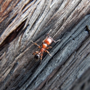 Podomyrma gratiosa at Aranda, ACT - 27 Jan 2019 08:12 AM