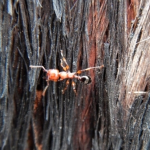 Podomyrma gratiosa at Aranda, ACT - 27 Jan 2019 08:12 AM