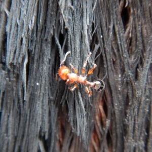 Podomyrma gratiosa at Aranda, ACT - 27 Jan 2019 08:12 AM