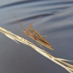 Mutusca brevicornis at Cook, ACT - 22 Jan 2019 08:16 AM