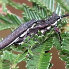 Rhinotia phoenicoptera (Belid weevil) at Undefined, ACT - 27 Jan 2019 by jb2602