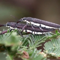 Rhinotia phoenicoptera at Undefined, ACT - 27 Jan 2019 08:04 AM