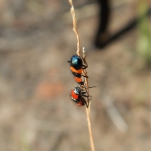 Dicranolaius bellulus at Cook, ACT - 26 Jan 2019 07:40 AM