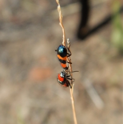 Dicranolaius bellulus (Red and Blue Pollen Beetle) at Cook, ACT - 25 Jan 2019 by CathB