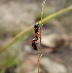 Dicranolaius bellulus at Cook, ACT - 26 Jan 2019 07:40 AM