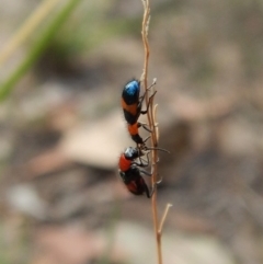 Dicranolaius bellulus at Cook, ACT - 26 Jan 2019 07:40 AM