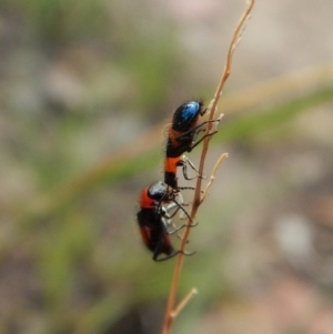 Dicranolaius bellulus at Cook, ACT - 26 Jan 2019 07:40 AM