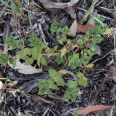 Lysimachia arvensis (Scarlet Pimpernel) at Dunlop, ACT - 25 Jan 2019 by CathB