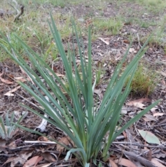 Dianella sp. aff. longifolia (Benambra) at Cook, ACT - 27 Jan 2019 08:55 AM