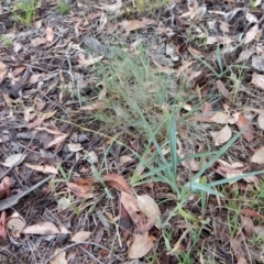 Dianella sp. aff. longifolia (Benambra) at Cook, ACT - 27 Jan 2019 08:55 AM