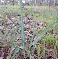 Dianella sp. aff. longifolia (Benambra) at Cook, ACT - 27 Jan 2019 08:55 AM