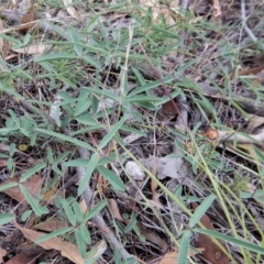 Glycine clandestina (Twining Glycine) at Cook, ACT - 27 Jan 2019 by CathB