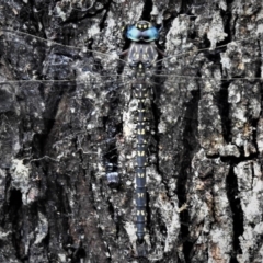 Austroaeschna multipunctata (Multi-spotted Darner) at Rendezvous Creek, ACT - 28 Jan 2019 by JohnBundock