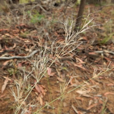 Aristida ramosa (Purple Wire Grass) at Dunlop, ACT - 21 Jan 2019 by CathB