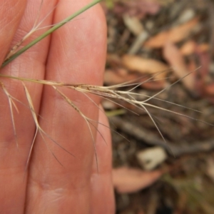 Aristida ramosa at Dunlop, ACT - 22 Jan 2019