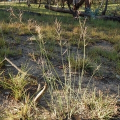 Aristida ramosa at Dunlop, ACT - 22 Jan 2019 07:32 AM