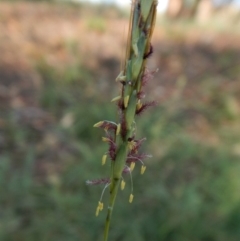 Bothriochloa macra (Red Grass, Red-leg Grass) at Dunlop, ACT - 25 Jan 2019 by CathB