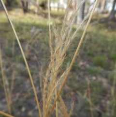 Bothriochloa macra at Dunlop, ACT - 26 Jan 2019