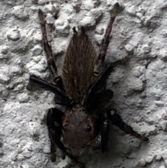 Hypoblemum sp. (genus) (Unidentified Hypoblemum jumping spider) at Monash, ACT - 28 Jan 2019 by jackQ