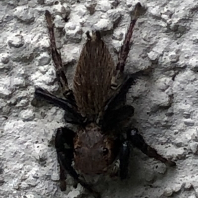 Maratus griseus (Jumping spider) at Monash, ACT - 28 Jan 2019 by jackQ