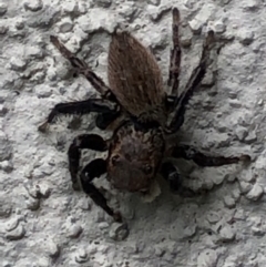 Maratus griseus at Monash, ACT - 28 Jan 2019 05:12 PM