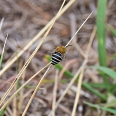 Amegilla sp. (genus) (Blue Banded Bee) at Mount Rogers - 28 Jan 2019 by Ernier