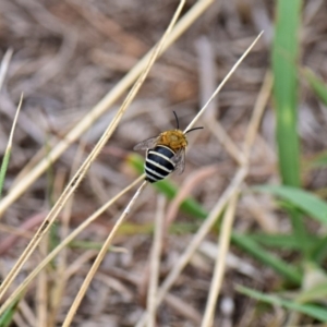 Amegilla sp. (genus) at Flynn, ACT - 28 Jan 2019