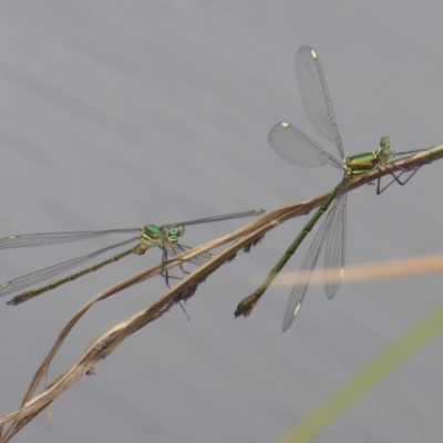 Synlestes weyersii (Bronze Needle) at Booth, ACT - 28 Jan 2019 by Christine